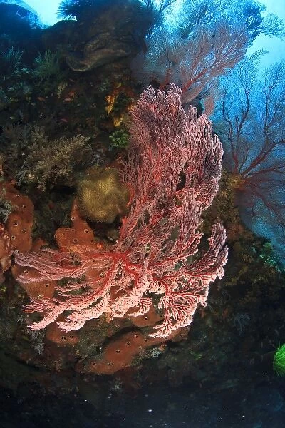Brilliant red sea fans (Melithaea sp. ), Komba Island, Flores Sea, Indonesia