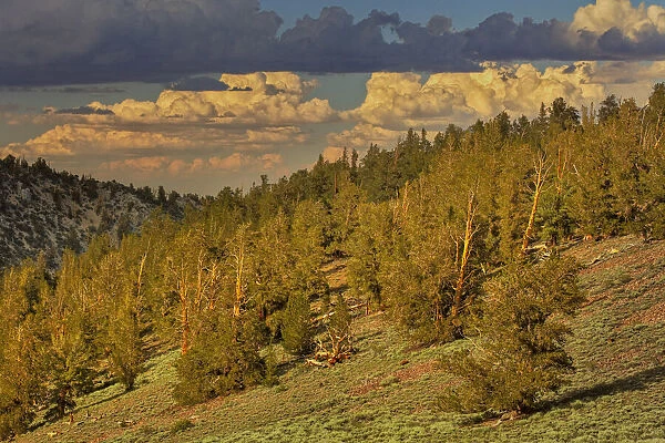 Bristlecone pine forest at sunset, White Mountains, Inyo National Forest, California