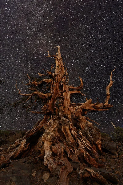 Bristlecone pine and Milky Way, White Mountains, Inyo National Forest, California