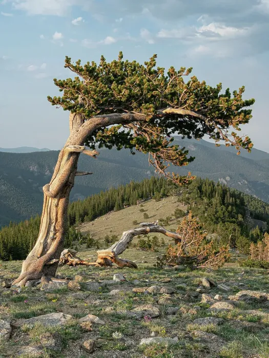 Framed Print : Bristlecone pine, Mount Evans Wilderness Area, Colorado