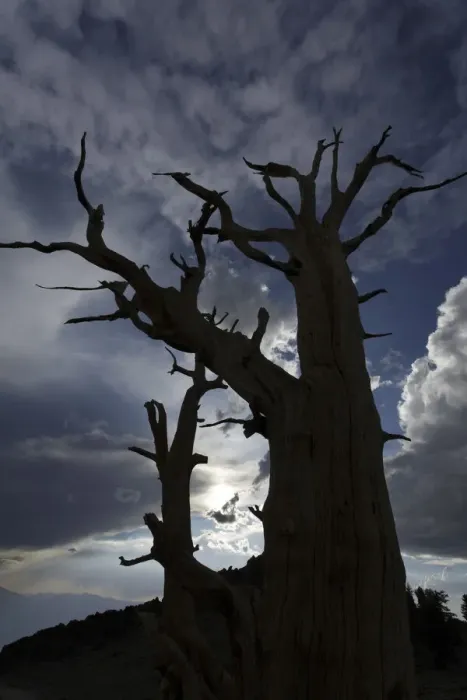 Framed Print : Bristlecone pine silhouette at sunset, White Mountains, Inyo National Forest, California Framed Print : Bristlecone pine silhouette at sunset, White Mountains, Inyo National Forest, California