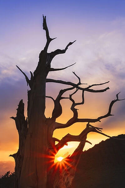 Bristlecone pine silhouetted at sunset, White Mountains, Inyo National Forest, California