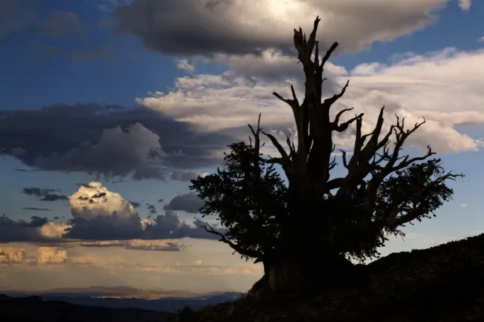 Framed Print : Bristlecone pine silhouetted at sunset, White Mountains, Inyo National Forest, California Framed Print : Bristlecone pine silhouetted at sunset, White Mountains, Inyo National Forest, California