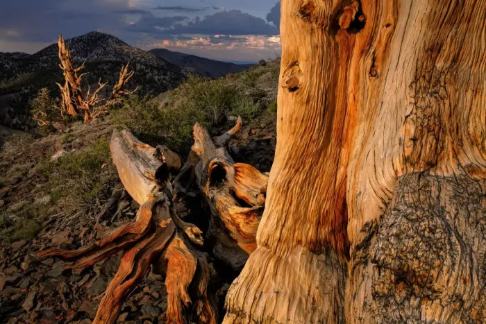 Framed Print : Bristlecone pine at sunset, White Mountains, Inyo National Forest, California Framed Print : Bristlecone pine at sunset, White Mountains, Inyo National Forest, California