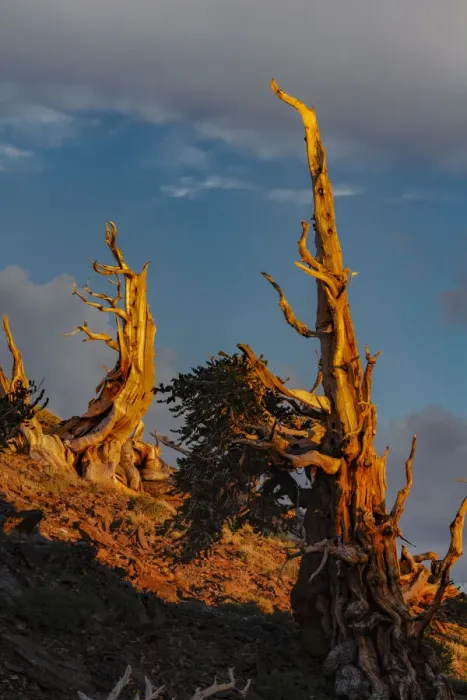 Framed Print : Bristlecone pine at sunset, White Mountains, Inyo National Forest, California Framed Print : Bristlecone pine at sunset, White Mountains, Inyo National Forest, California
