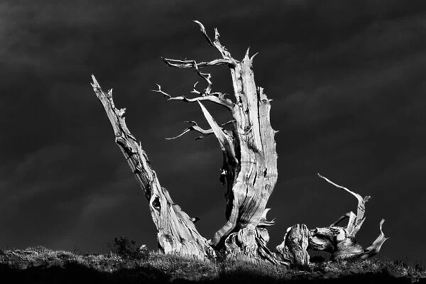 Bristlecone pine at sunset, White Mountains, Inyo National Forest, California