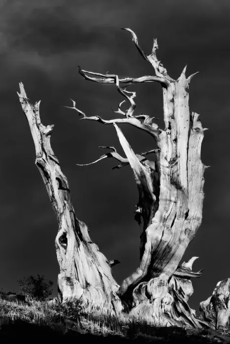 Framed Print : Bristlecone pine at sunset, White Mountains, Inyo National Forest, California Framed Print : Bristlecone pine at sunset, White Mountains, Inyo National Forest, California