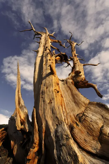 Framed Print : Bristlecone pine at sunset, White Mountains, Inyo National Forest, California Framed Print : Bristlecone pine at sunset, White Mountains, Inyo National Forest, California