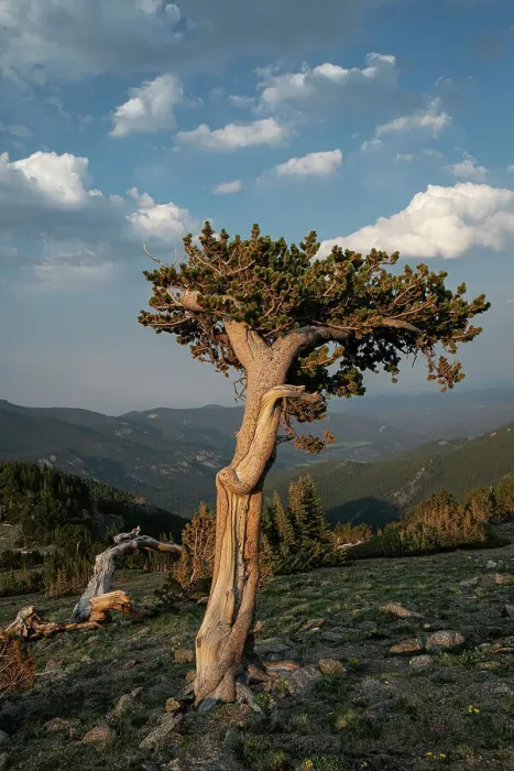 Framed Print : Bristlecone pines, Mount Evans Wilderness Area, Colorado Framed Print : Bristlecone pines, Mount Evans Wilderness Area, Colorado