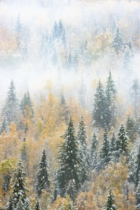Framed Print : British Columbia, Canada. Early morning fog in a mixed tree forest Framed Print : British Columbia, Canada. Early morning fog in a mixed tree forest