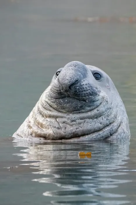 Framed Print : British Overseas Territories, South Georgia Island, Ocean Harbor. Male elephant seal in the water, face detail Framed Print : British Overseas Territories, South Georgia Island, Ocean Harbor. Male elephant seal in the water, face detail