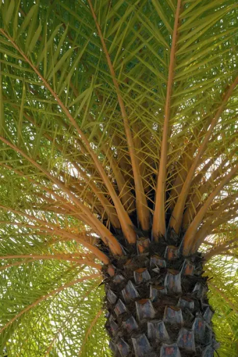 Framed Print : British Virgin Islands, Scrub Island. Palm tree at the Scrub Island Resort, Spa & Marina Framed Print : British Virgin Islands, Scrub Island. Palm tree at the Scrub Island Resort, Spa & Marina