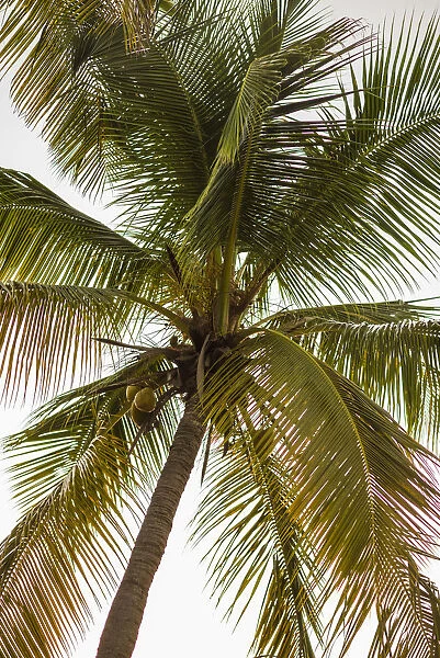 British Virgin Islands, Virgin Gorda. The Bitter End Yacht Club, palm trees, sunset