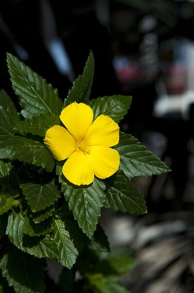 British West Indies, Cayman Islands, Grand Cayman, tropical yellow flower