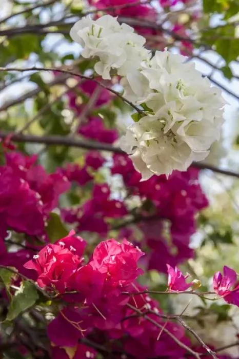 Framed Print : British West Indies, Cayman Islands, Grand Cayman, Bouganvillea, tropical flowers Framed Print : British West Indies, Cayman Islands, Grand Cayman, Bouganvillea, tropical flowers