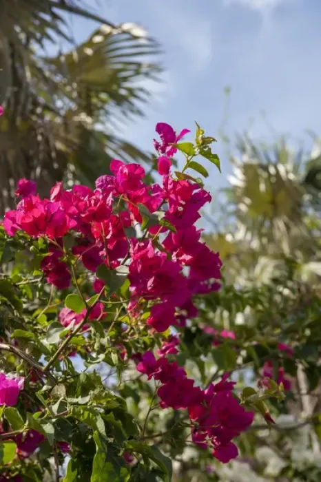 Framed Print : British West Indies, Cayman Islands, Grand Cayman, Bouganvillea, tropical flowers