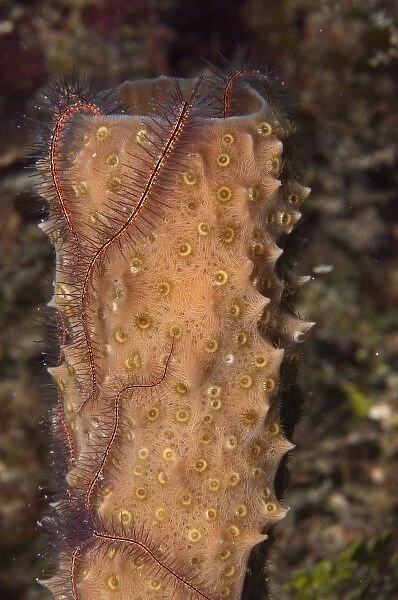 Brittle Star on Porifera (Echinodermata and Porifera), Yucutan Penninsula, Mexico