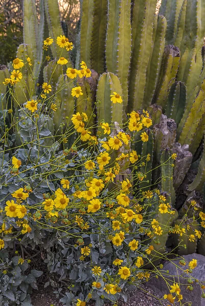 Brittlebush wildflower and Organ Pipe Cactus, Desert Botanical Gardens, Phoenix, Arizona