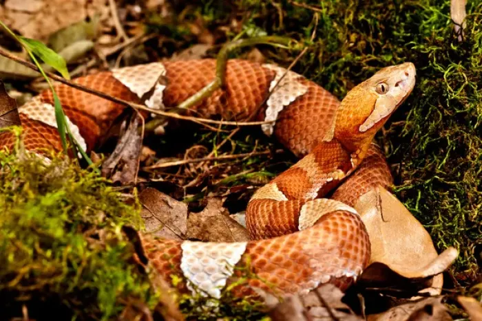 Framed Print : Broad-banded Copperhead, Agkistrodon contortrix laticinctus, Native to Kansas, Oklahoma