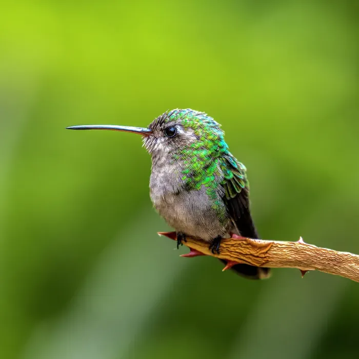 Framed Print : A broad-billed humming bird perched Framed Print : A broad-billed humming bird perched