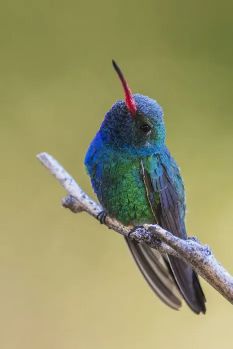 Framed Print : Broad-billed hummingbird Framed Print : Broad-billed hummingbird