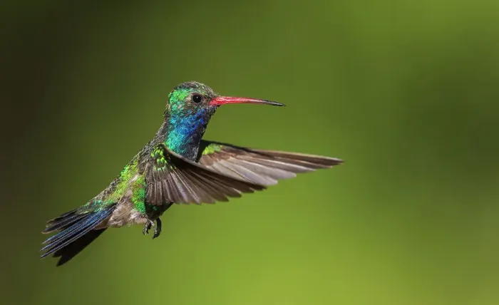 Framed Print : Broad-billed hummingbird Framed Print : Broad-billed hummingbird