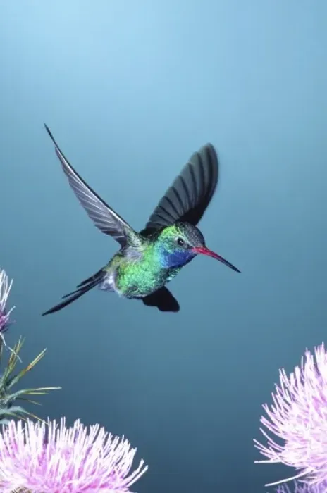 Framed Print : Broad-billed Hummingbird, Cynanthus latirostris, Southern Arizona