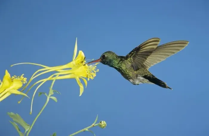 Framed Print : Broad-billed Hummingbird, Cynanthus latirostris, male feeding on Longspur Columbine