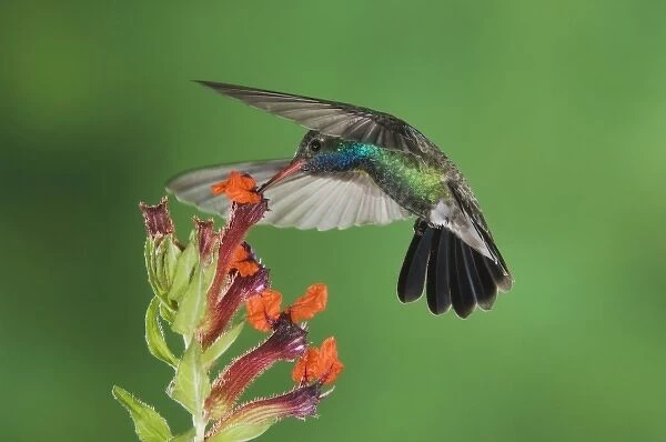 Broad-billed Hummingbird, Cynanthus latirostris, male in flight feeding on Flower