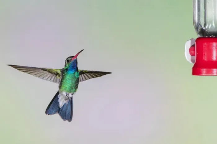 Framed Print : Broad-billed Hummingbird (Cynanthus latirostris) male hovering Framed Print : Broad-billed Hummingbird (Cynanthus latirostris) male hovering