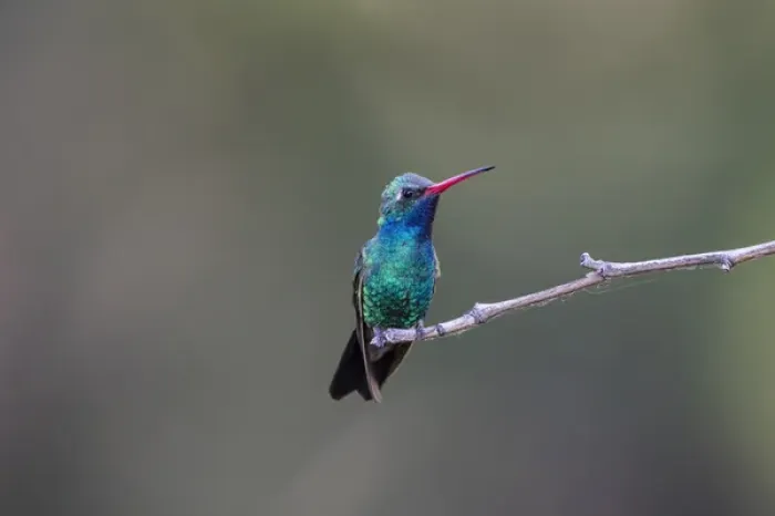 Framed Print : Broad-billed Hummingbird (Cynanthus latirostris) male perched
