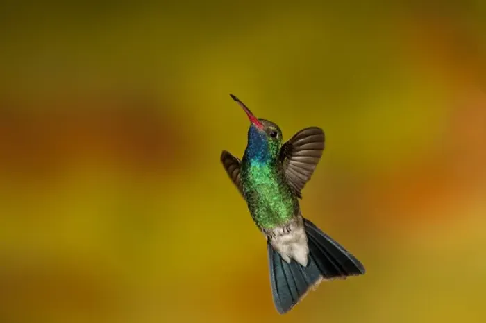 Framed Print : Broad-Billed Hummingbird Cynanthus latirostris Southern Arizona