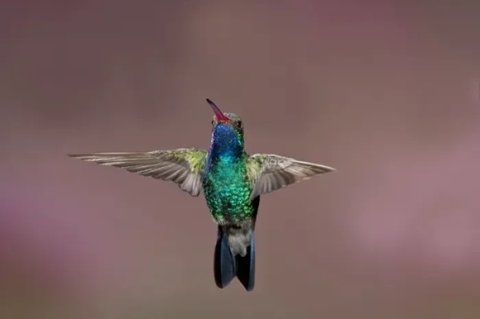 Framed Print : Broad-Billed Hummingbird Cynanthus latirostris Southern Arizona Framed Print : Broad-Billed Hummingbird Cynanthus latirostris Southern Arizona