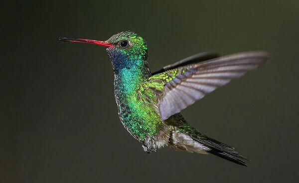 Broad-billed hummingbird flying, USA, Arizona
