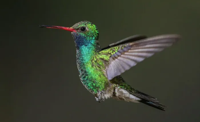 Framed Print : Broad-billed hummingbird flying, USA, Arizona Framed Print : Broad-billed hummingbird flying, USA, Arizona