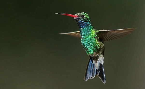 Broad-billed hummingbird flying, USA, Arizona