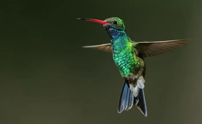 Framed Print : Broad-billed hummingbird flying, USA, Arizona Framed Print : Broad-billed hummingbird flying, USA, Arizona