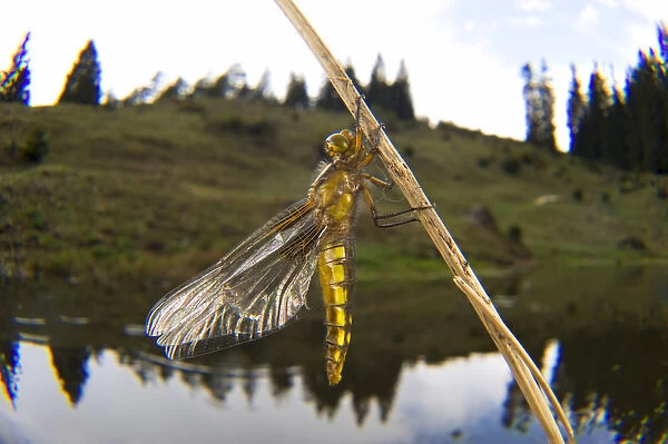Broad-bodied Chaser, Libellula depressa, is one of the most common dragonflies in Europe