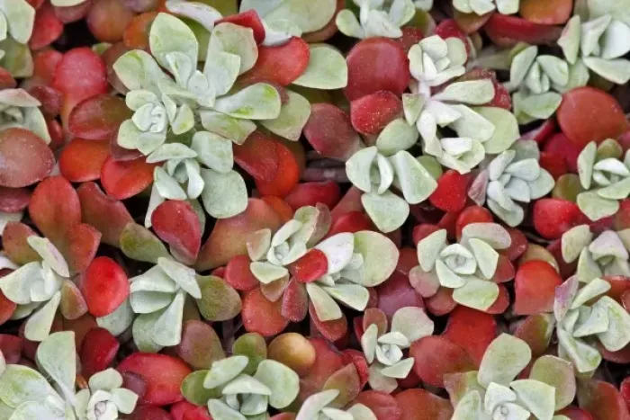 Framed Print : Broad-leafed stonecrop plant detail Framed Print : Broad-leafed stonecrop plant detail
