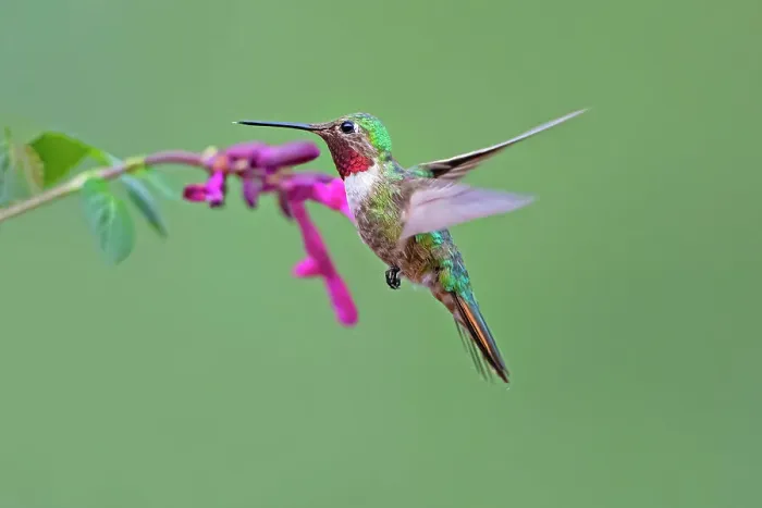 Framed Print : Broad-tailed hummingbird in flight Framed Print : Broad-tailed hummingbird in flight