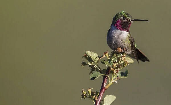 Broad-tailed hummingbird (male)