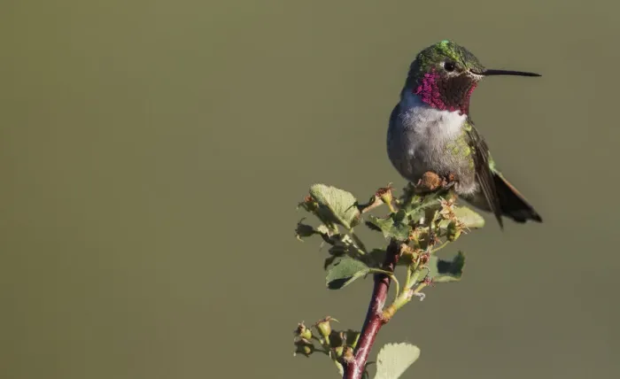 Framed Print : Broad-tailed hummingbird (male) Framed Print : Broad-tailed hummingbird (male)