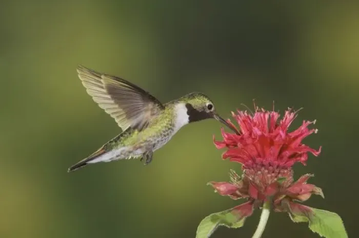 Framed Print : Broad-tailed Hummingbird, Selasphorus platycercus, male in flight feeding on Bee Balm
