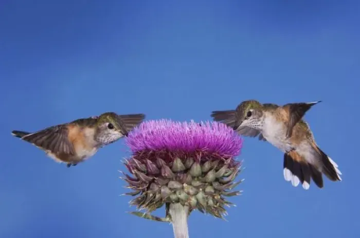 Framed Print : Broad-tailed Hummingbird, Selasphorus platycercus, females in flight feeding on Musk Thistle Framed Print : Broad-tailed Hummingbird, Selasphorus platycercus, females in flight feeding on Musk Thistle