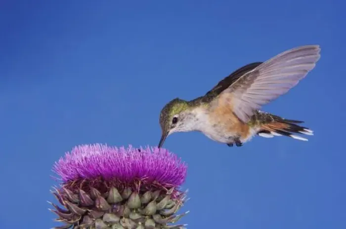 Framed Print : Broad-tailed Hummingbird, Selasphorus platycercus, female in flight feeding on Musk Thistle Framed Print : Broad-tailed Hummingbird, Selasphorus platycercus, female in flight feeding on Musk Thistle