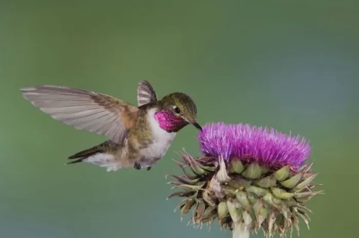 Framed Print : Broad-tailed Hummingbird, Selasphorus platycercus, male in flight feeding on Musk Thistle