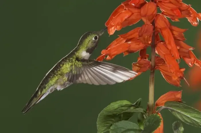 Framed Print : Broad-tailed Hummingbird, Selasphorus platycercus, male in flight feeding on Red Salvia Framed Print : Broad-tailed Hummingbird, Selasphorus platycercus, male in flight feeding on Red Salvia