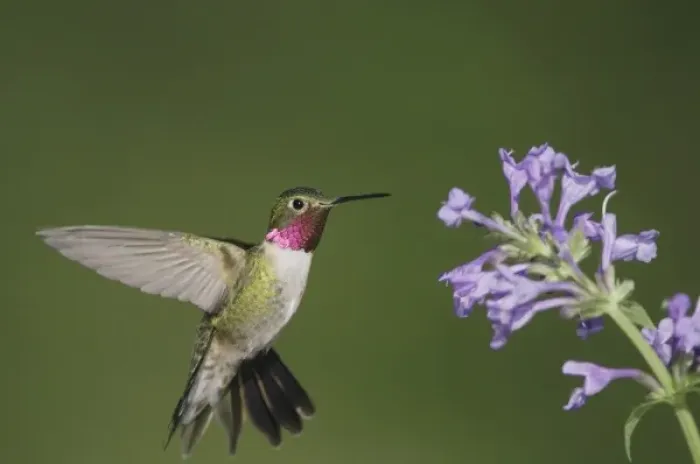 Framed Print : Broad-tailed Hummingbird, Selasphorus platycercus, male in flight feeding on Siberian Framed Print : Broad-tailed Hummingbird, Selasphorus platycercus, male in flight feeding on Siberian