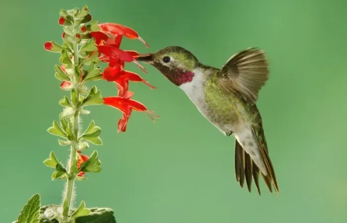 Framed Print : Broad-tailed Hummingbird, Selasphorus platycercus, male feeding on sage (salvia ssp Framed Print : Broad-tailed Hummingbird, Selasphorus platycercus, male feeding on sage (salvia ssp
