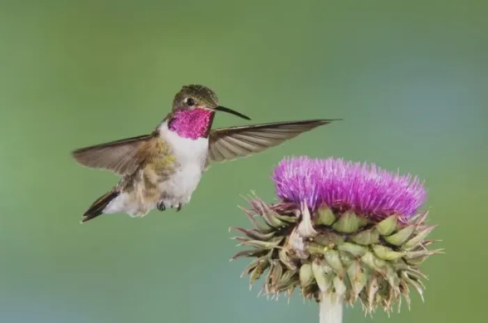 Framed Print : Broad-tailed Hummingbird, Selasphorus platycercus, male in flight feeding on Musk Thistle Framed Print : Broad-tailed Hummingbird, Selasphorus platycercus, male in flight feeding on Musk Thistle